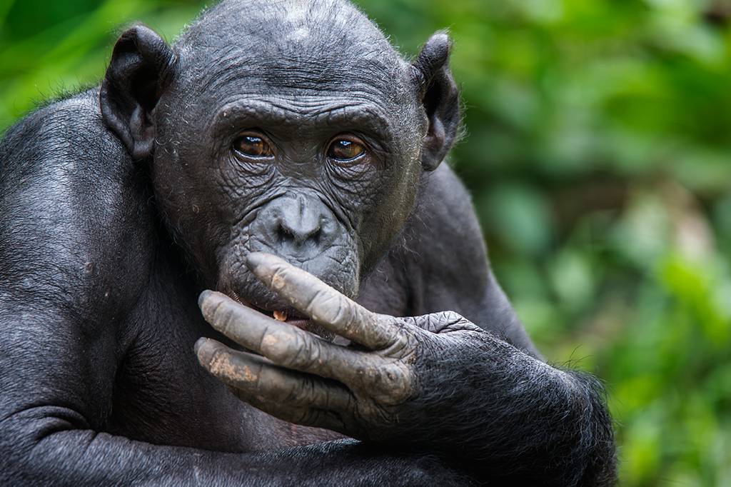 A outra face do macaco: a viol&ecirc;ncia entre os chimpanz&eacute;s