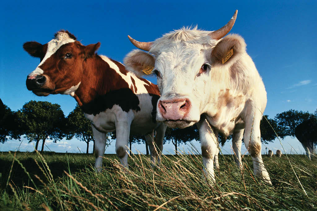 Deveríamos parar de comer carne? Deveríamos parar de comer carne?