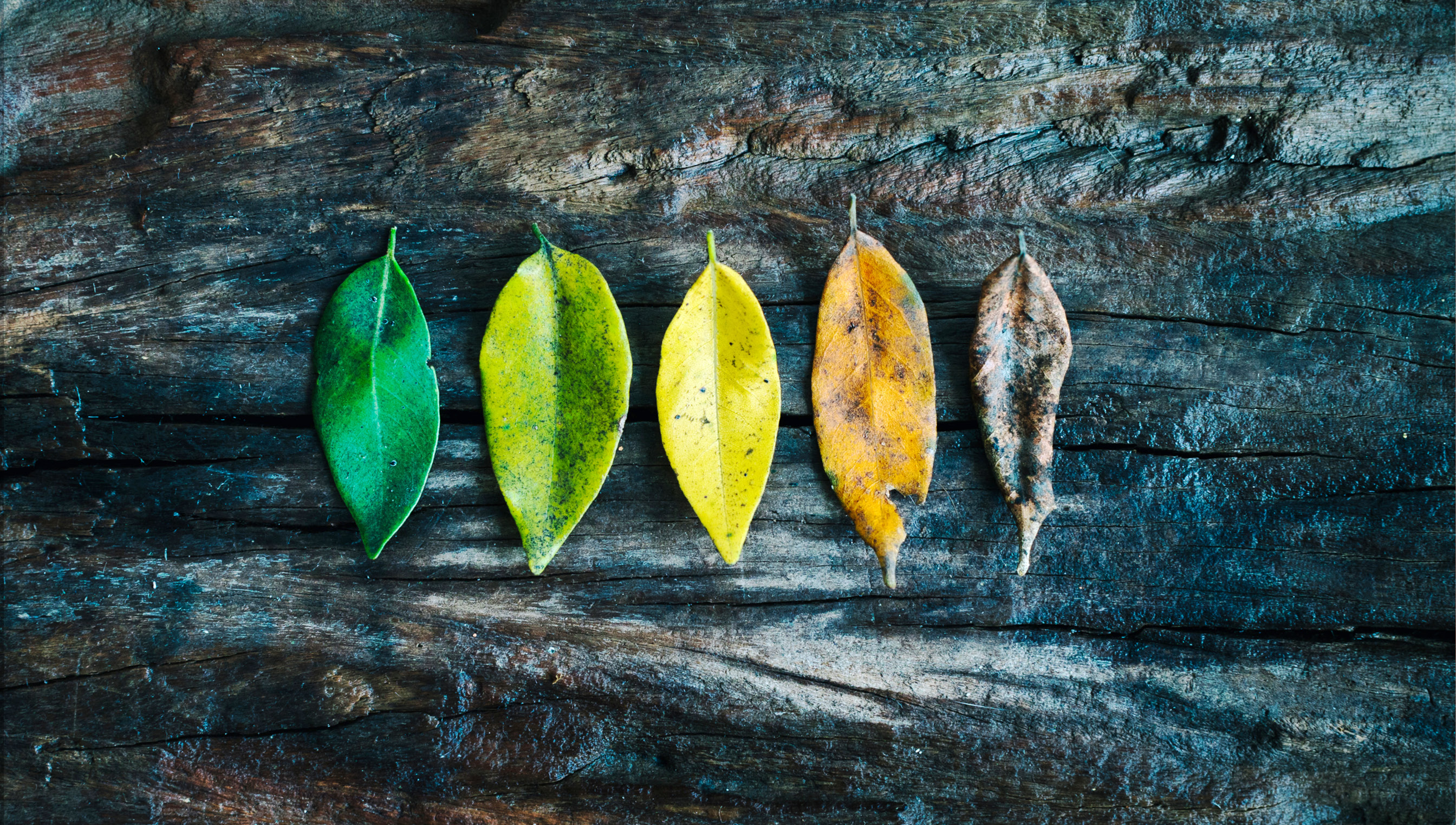 O mist&eacute;rio da vida