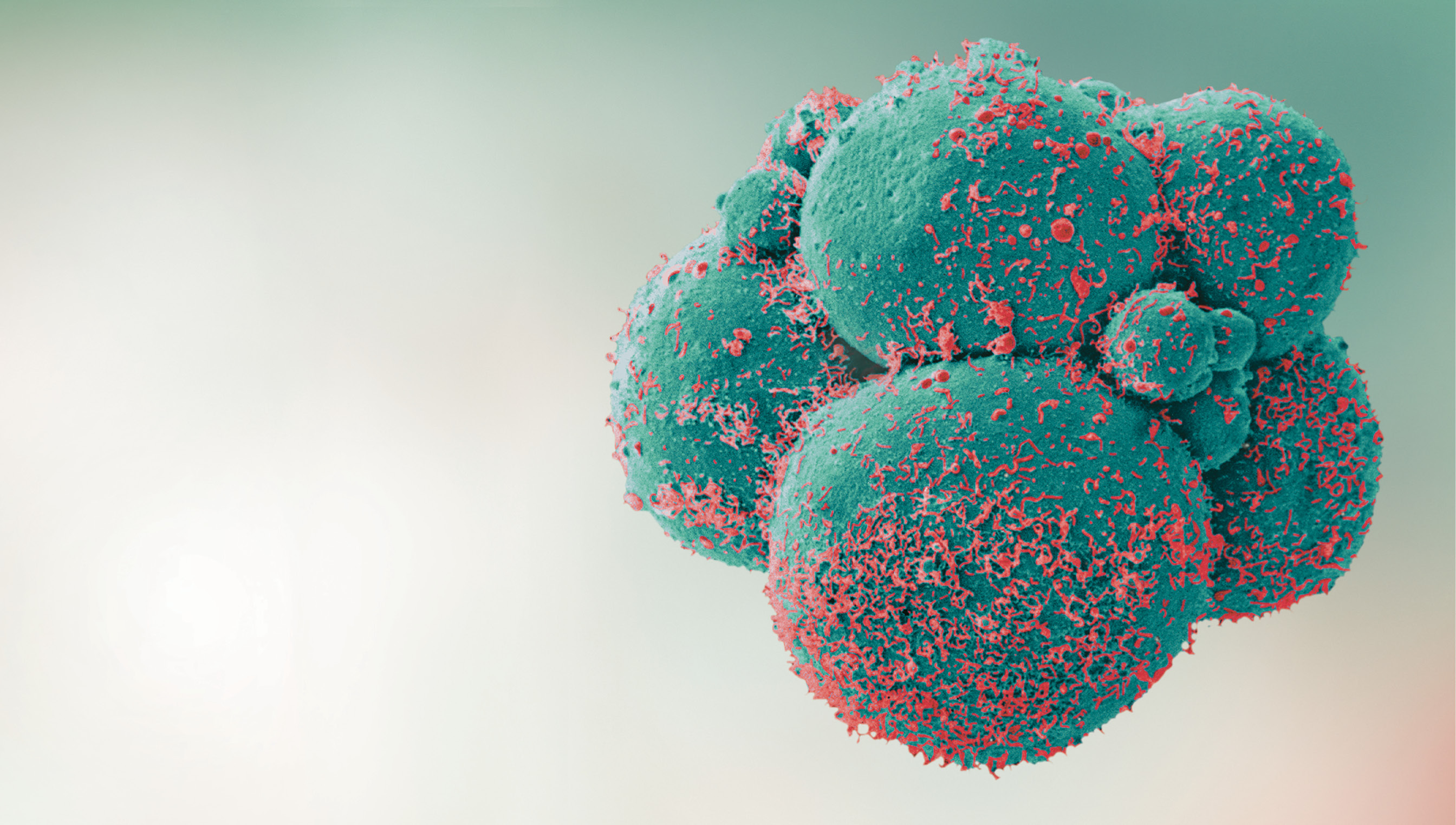 O mist&eacute;rio da vida