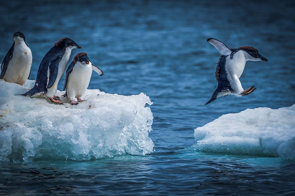 A chuva está chegando na Antártica e vai mudar a face do continente gelado