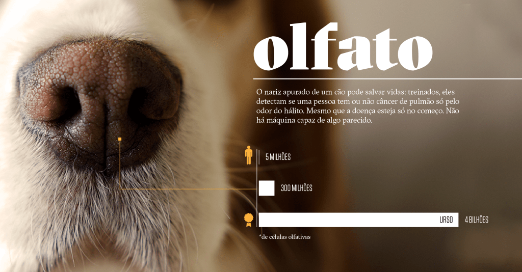 Como os animais realmente enxergam o mundo: olfato Como os animais realmente enxergam o mundo: olfato