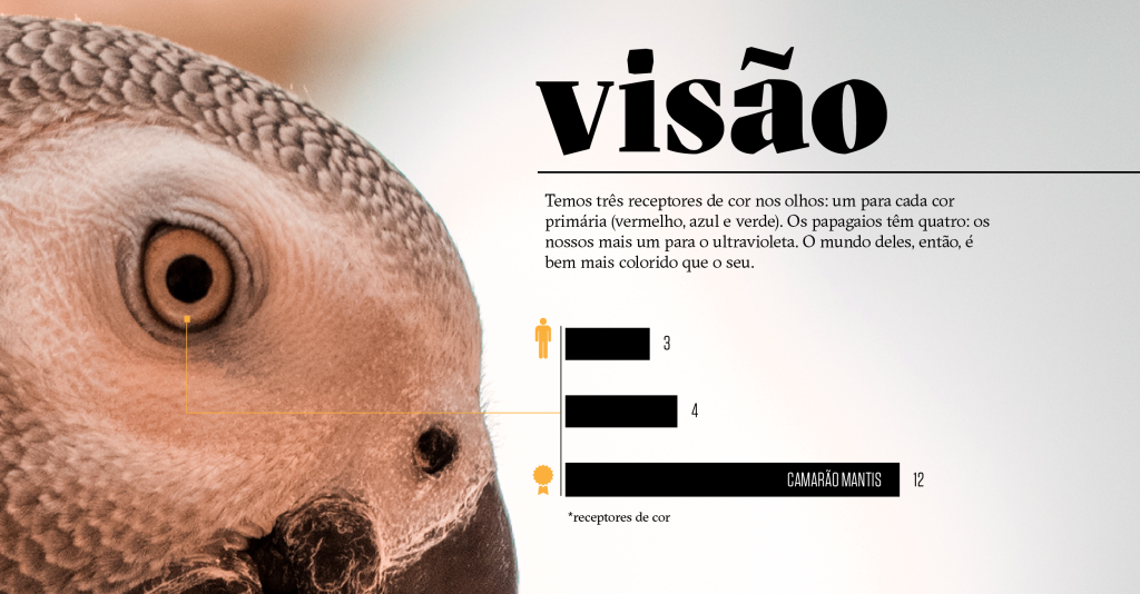Como os animais realmente enxergam o mundo: visão Como os animais realmente enxergam o mundo: visão