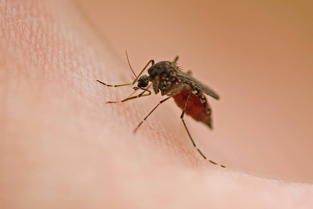 Cinco coisas que tornam você um ímã de mosquitos