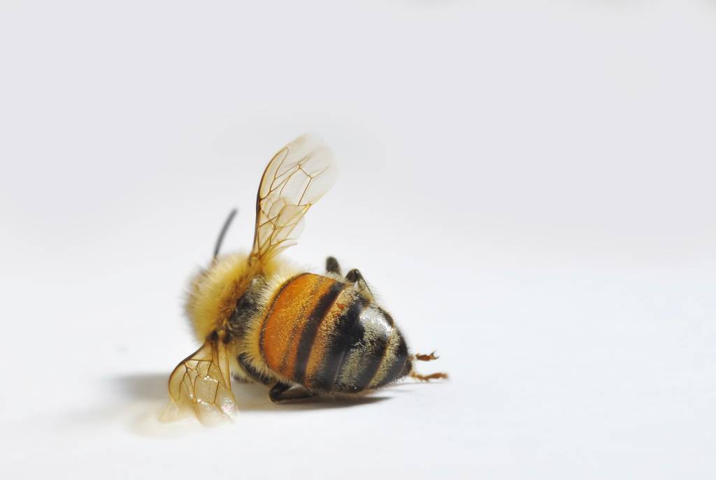 Parasita transforma abelhas em zumbis