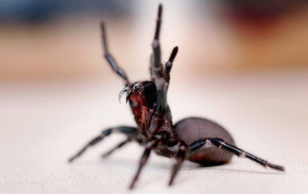 Ciência Maluca: Aranhas têm personalidade própria