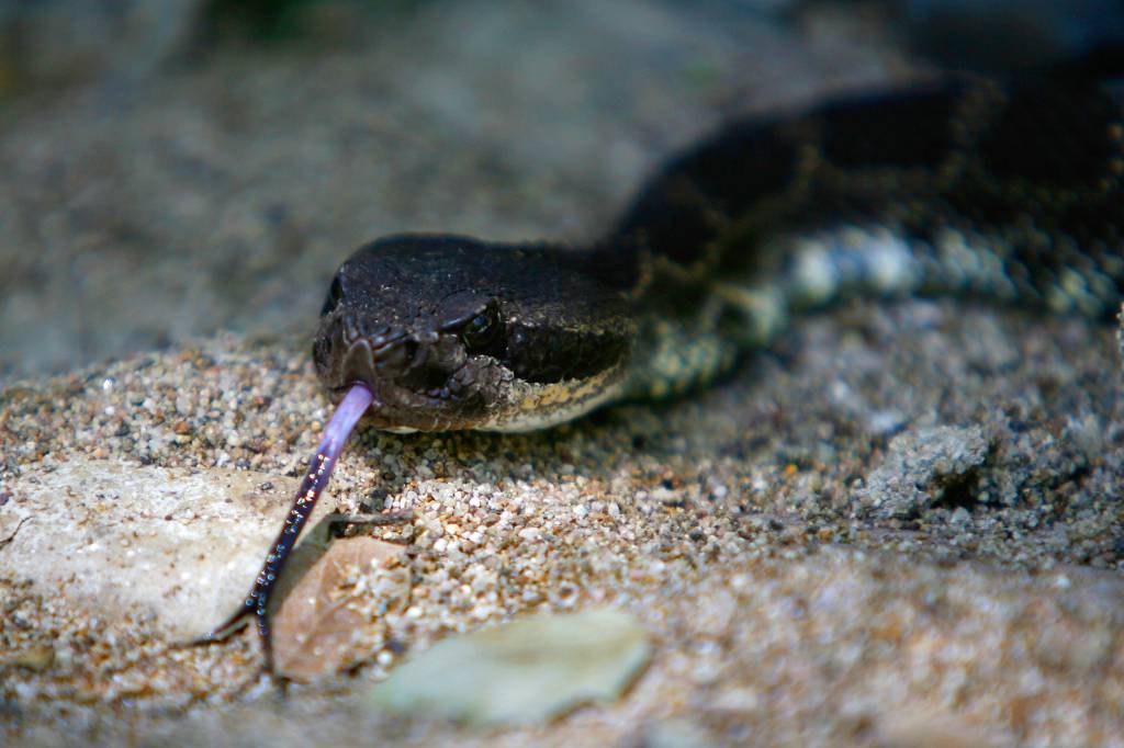 Ciência Maluca: Cobras sempre voltam para casa