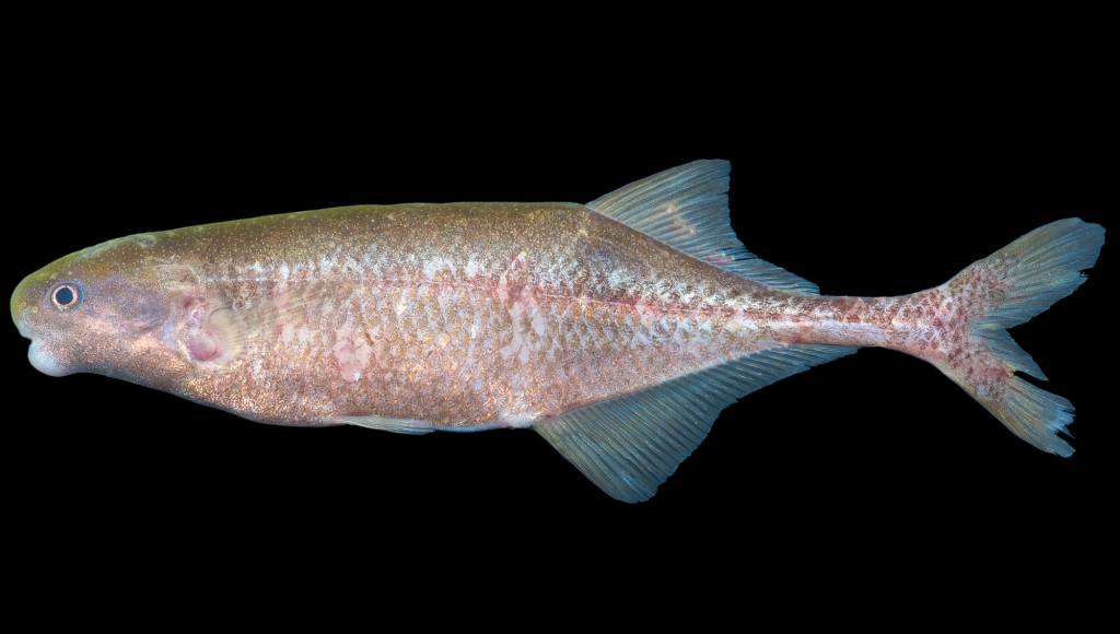 Descoberto um novo peixe que fala com choques elétricos