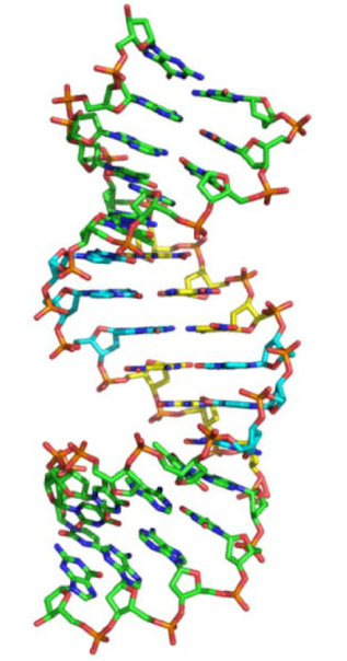 DNA