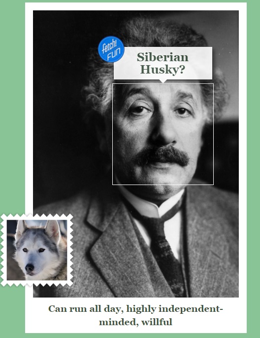 Einstein Dog