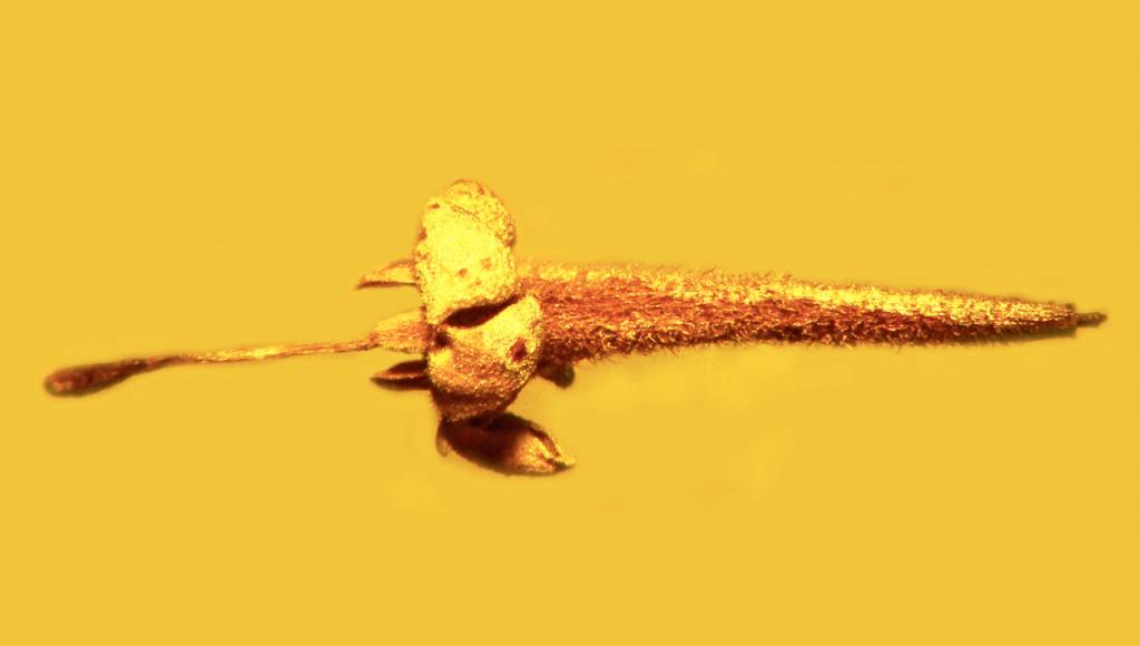 A flor de 45 milhões de anos