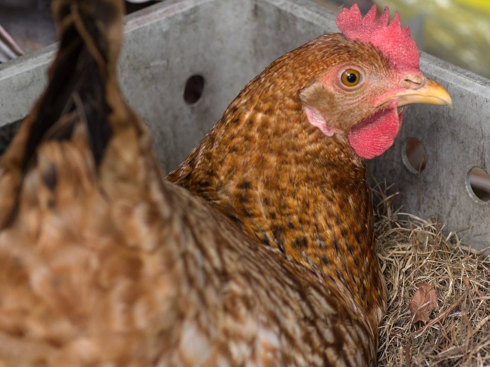 EUA liberam a produção de galinha geneticamente modificada