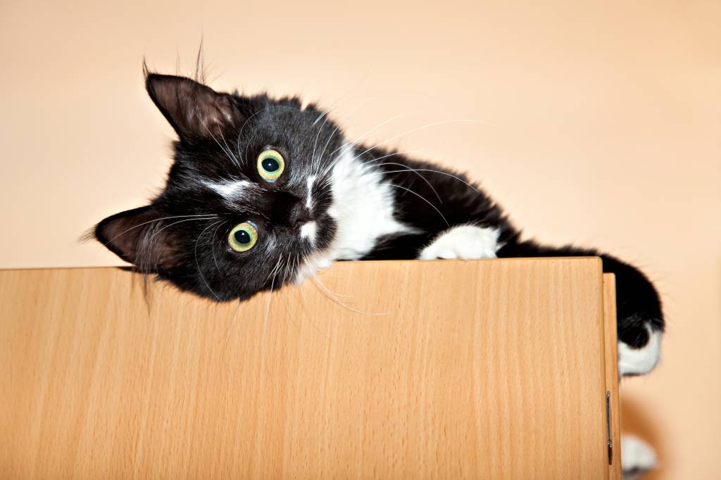 3 notícias de ciência que marcaram a semana – #Supernovas