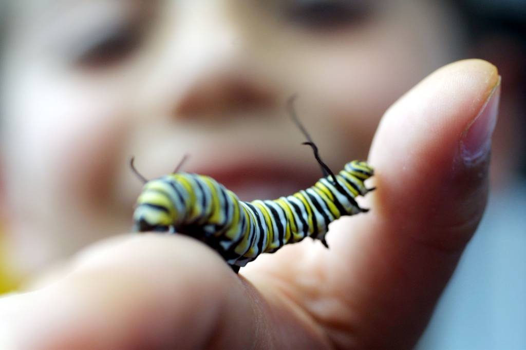 Nicotina salva a vida de lagartas