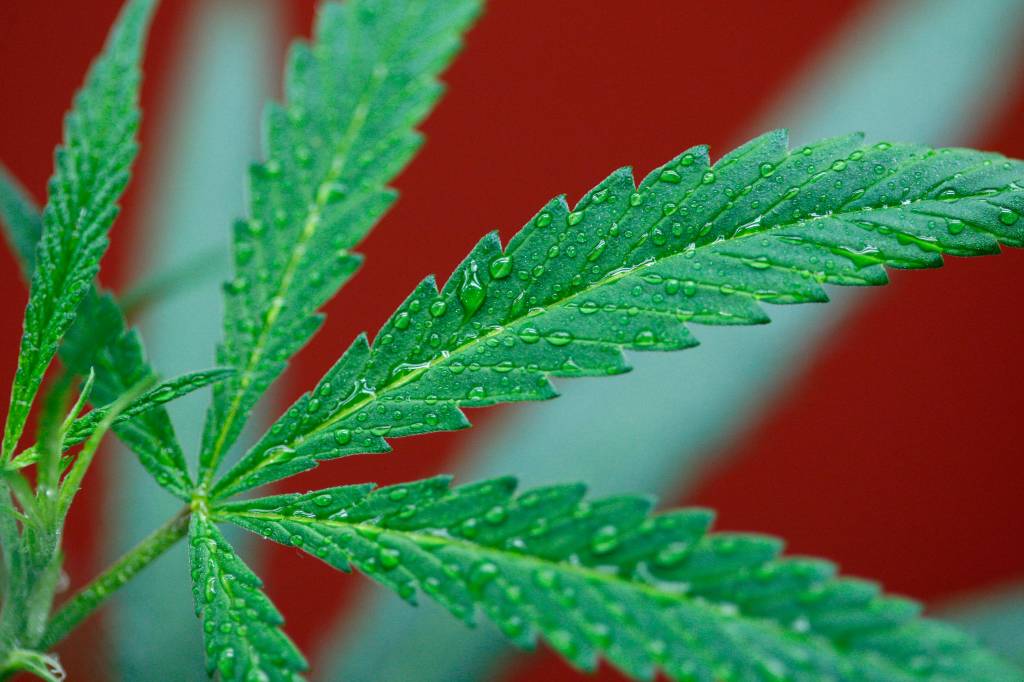 Maconha: Remédio proibido