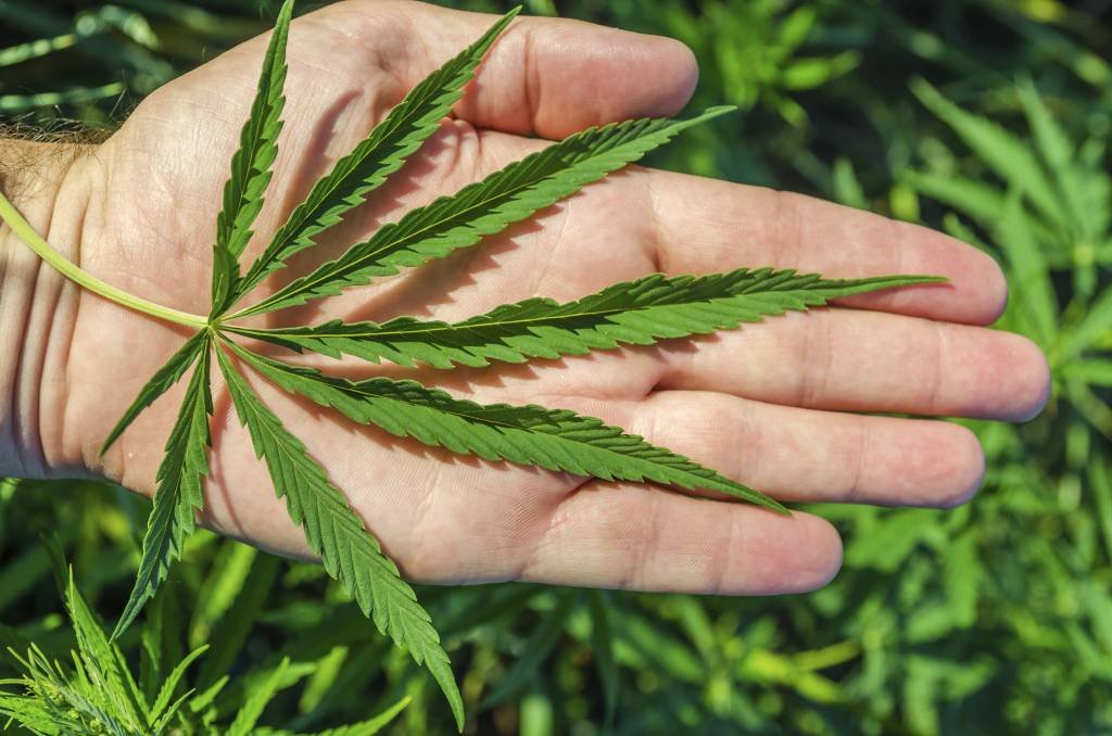 20 músicas que falam sobre maconha