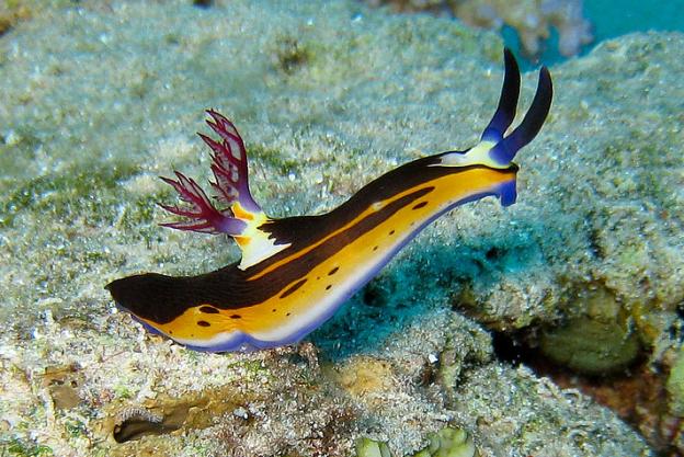É como diria a torcida brasileira na esgrima durante a Olimpíada desse ano: "FURA ELA! " É como diria a torcida brasileira na esgrima durante a Olimpíada desse ano: "FURA ELA! "