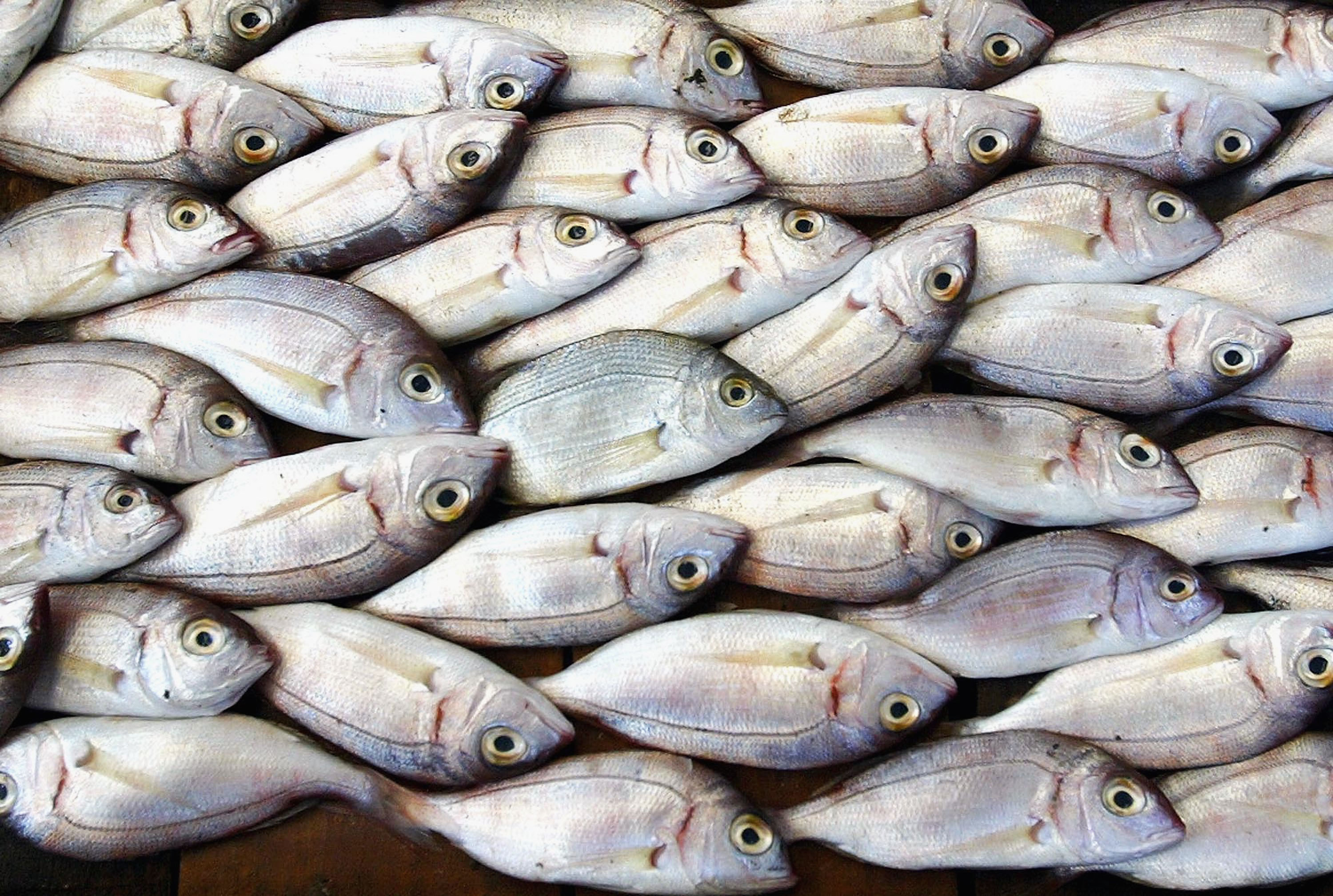 Peixe