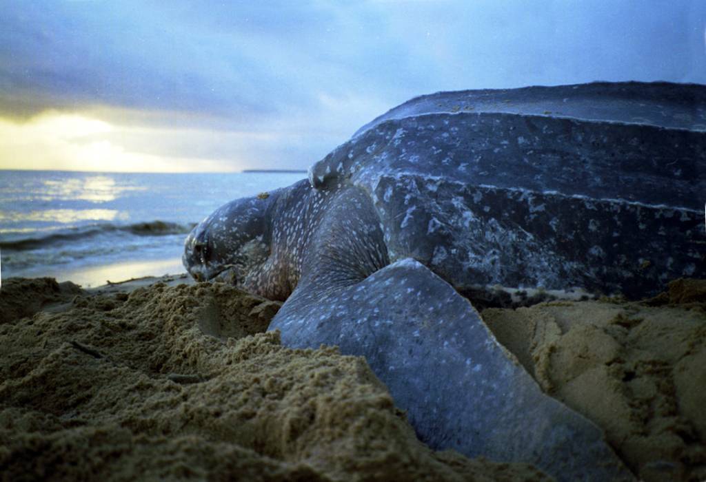 Lama tóxica atinge ponto de desova de tartarugas gigantes