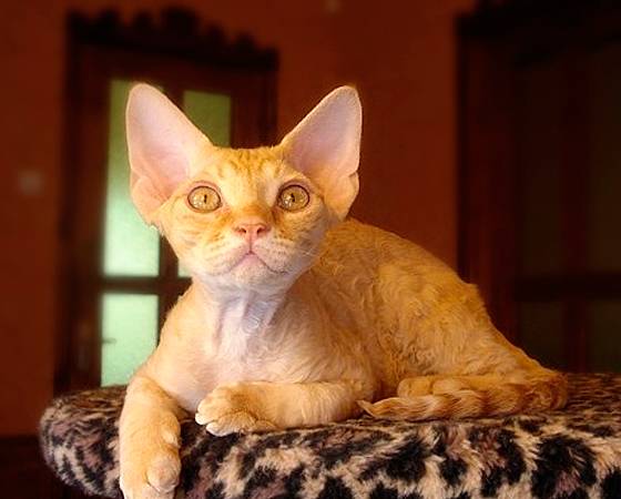 Com orelhas em p&eacute; e pelos curtos e ondulados, os gatos da ra&ccedil;a <i>Devon Rex</i> t&ecirc;m, digamos assim, um aspecto bastante peculiar (eles s&atilde;o chamados de gatos aliens, para se ter uma ideia). Mas sua apar&ecirc;ncia logo se torna cativante, ainda mais porque esse felino ingl&ecirc;s &eacute; um &oacute;timo companheiro.