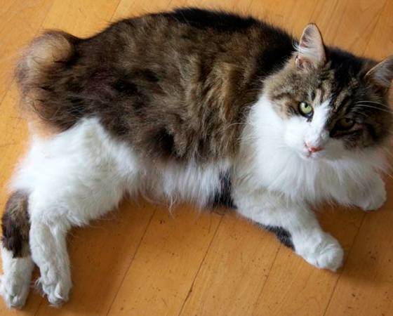 O mundo dos gatos tamb&eacute;m tem seus padr&otilde;es de beleza e os animais da ra&ccedil;a <i>Manx</i> s&atilde;o muito bem cotados. Ter um rabo curto &eacute; sua principal peculiaridade.