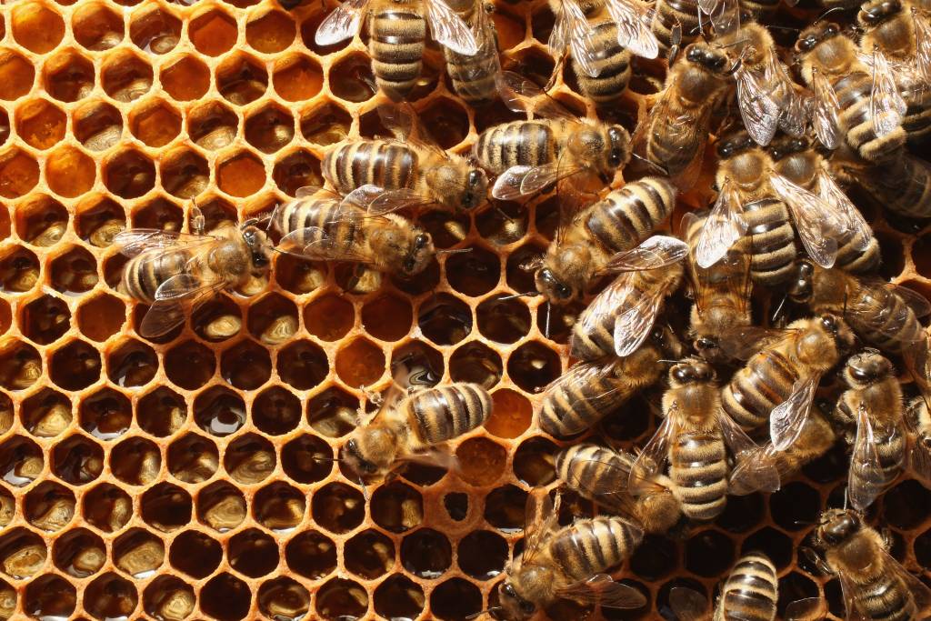 3 notícias de ciência que marcaram a semana – #Supernovas