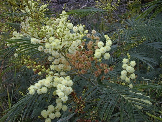 ACÁCIA <BR> ACÁCIA <BR>