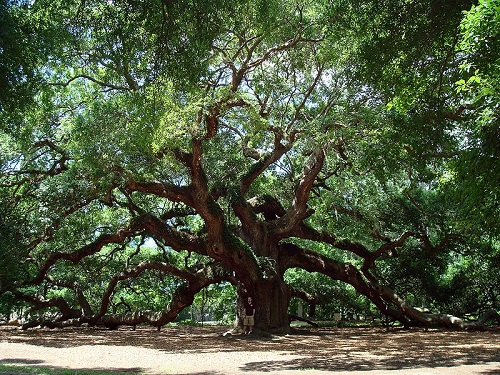 Essa espécie de carvalho é nativa dos Estados Unidos. O da foto fica na Carolina do Sul e pode ter até 1.500 anos! Essa espécie de carvalho é nativa dos Estados Unidos. O da foto fica na Carolina do Sul e pode ter até 1.500 anos!
