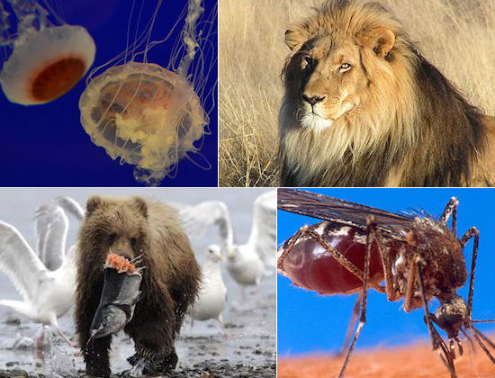Se algum dia voc&ecirc; se deparar com algum animal dessa lista, pode ficar com medo. Veja quais s&atilde;o os animais mais perigosos do mundo.