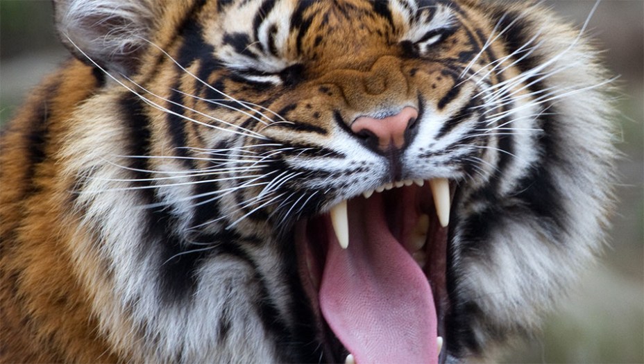 Tigre-de-sumatra (<em>Panthera tigris sumatrae</em>)