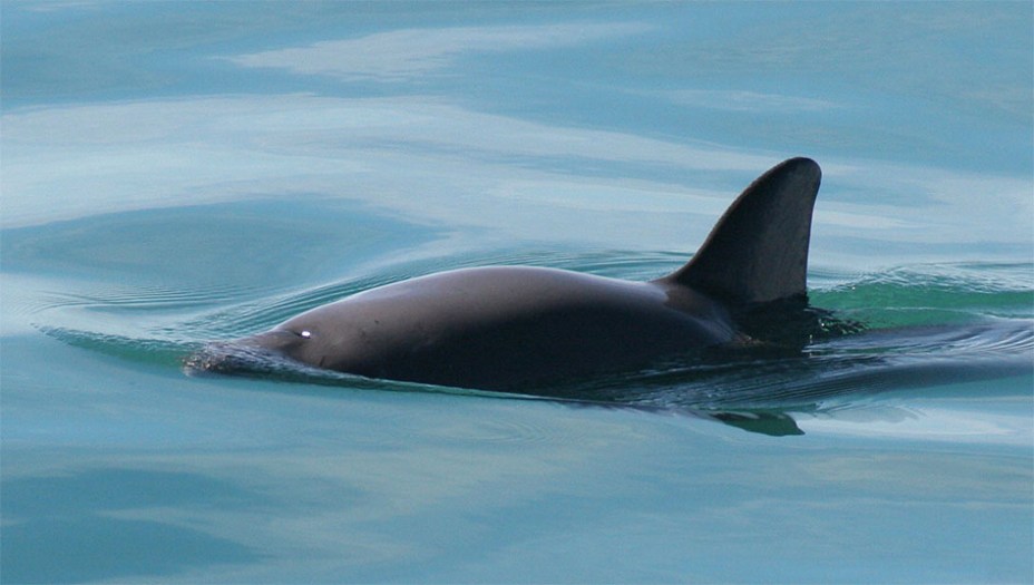 Vaquita (<em>Phocoena sinus</em>)