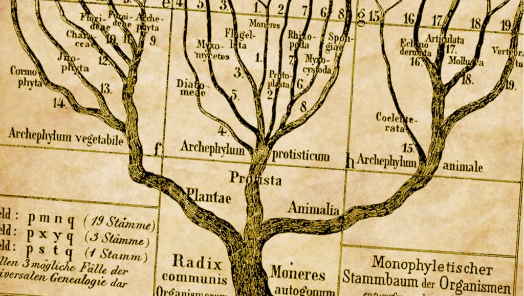 Em terra de homem, bactéria é rainha: conheça a nova árvore da vida