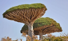 As 10 árvores mais incríveis do mundo