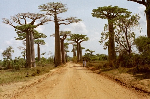 O Baobá é a árvore símbolo de vários países africanos, entre eles Madagascar e Senegal. Chega a alcançar 30 metros de altura e tem a capacidade de armazenar grandes quantidades de água dentro do tronco. O Baobá é a árvore símbolo de vários países africanos, entre eles Madagascar e Senegal. Chega a alcançar 30 metros de altura e tem a capacidade de armazenar grandes quantidades de água dentro do tronco.