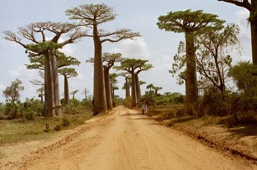 O Baob&aacute; &eacute; a &aacute;rvore s&iacute;mbolo de v&aacute;rios pa&iacute;ses africanos, entre eles Madagascar e Senegal. Chega a alcan&ccedil;ar 30 metros de altura e tem a capacidade de armazenar grandes quantidades de &aacute;gua dentro do tronco.