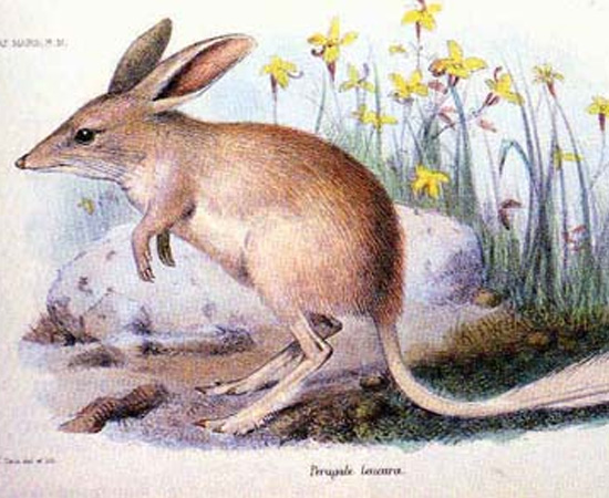 Bilby-pequeno (Macrotis leucura) - extinto nos anos 1950.