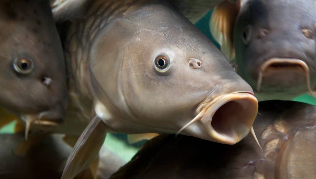 Austrália vai infectar carpas invasoras com herpes