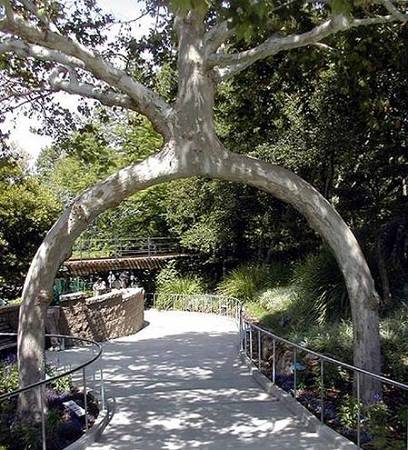 Tudo bem que a natureza &eacute; criativa na forma das &aacute;rvores, mas essa Circus Tree a&iacute; passou dos limites, n&atilde;o &eacute;? &Eacute; porque se trata de uma das &aacute;rvores do fazendeiro Axel Erlandson, que tem como hobby dar as mais variadas formas para as &aacute;rvores da propriedade dele.
