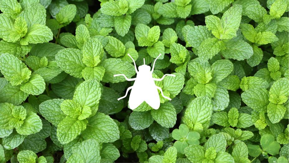 Chá de menta ou hortelã Chá de menta ou hortelã