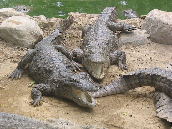 Se algum dia voc&ecirc; se deparar com um crocodilo, comece a rezar. Eles s&atilde;o r&aacute;pidos, &aacute;geis e extremamente fortes. Suas mand&iacute;bulas s&atilde;o capazes de aplicar uma for&ccedil;a de 2 milh&otilde;es de quilogramas por metro quadrado. Cerca de 800 pessoas por ano morrem v&iacute;timas de um ataque de crocodilos.