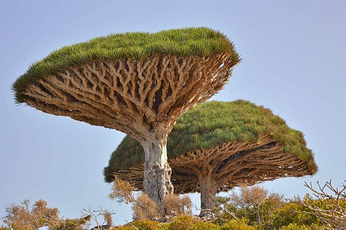 A Dracaena cinnabari é uma espécie nativa de Socotra, um arquipélago do Iêmen que fica no Oceano Índico. A Dracaena cinnabari é uma espécie nativa de Socotra, um arquipélago do Iêmen que fica no Oceano Índico.