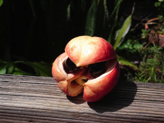 Considerada a fruta nacional da Jamaica, esta fruta é um ingrediente popular para os pratos Considerada a fruta nacional da Jamaica, esta fruta é um ingrediente popular para os pratos