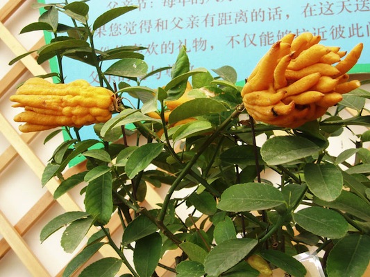 O nome da fruta - dedos de buda - vem do seu formato, que se assemelha uma mão com diversos dedos. Possui uso medicinal na China, sendo utilizada para o tratamento da indigestão e das dores de garganta. É muito azeda e por isso raramente é consumida crua. Considerada símbolo da longevidade, é usada como presente no ano novo chinês. O nome da fruta - dedos de buda - vem do seu formato, que se assemelha uma mão com diversos dedos. Possui uso medicinal na China, sendo utilizada para o tratamento da indigestão e das dores de garganta. É muito azeda e por isso raramente é consumida crua. Considerada símbolo da longevidade, é usada como presente no ano novo chinês.