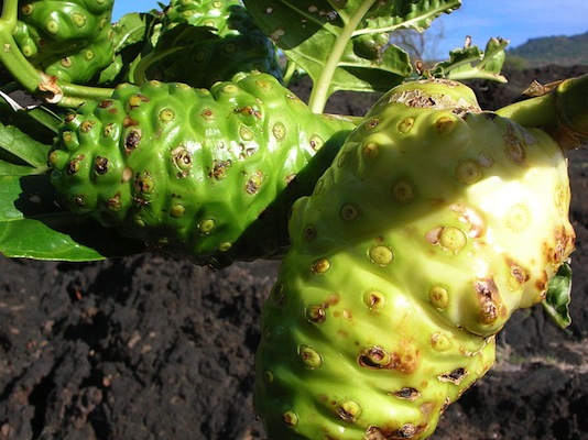 De sabor amargo e rica em antioxidantes, ela é parecida com a fruta-do-conde. O noni é nativo da região de Fiji. De sabor amargo e rica em antioxidantes, ela é parecida com a fruta-do-conde. O noni é nativo da região de Fiji.