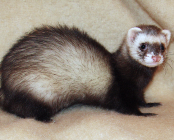 O prêmio de bicho mais preguiçoso, porém, fica com o furão, que dorme cerca de 20 horas por dia. Pelo menos eles aproveitam bem o tempo que passam acordados. A fêmea do furão pode até morrer se não acasalar (danadinha!). Quando no cio, o corpo excreta uma grande quantidade de hormônios que, se permanecerem no organismo por um tempo prolongado, pode levar a Dona Furona a uma anemia severa e fatal.