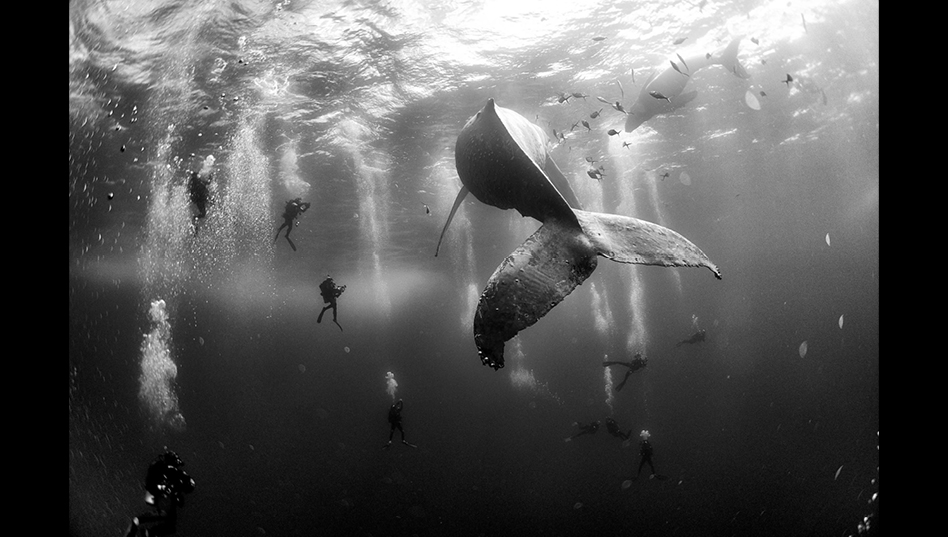 Veja algumas das fotos mais impressionantes do último ano, vencedoras do World Press Photo 2016