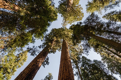 Uma das mais famosas árvores dessa lista, a Sequoia Gigante é a maior árvore do planeta. Ela pode chegar perto dos 100 metros de altura e viver milhares de anos. Uma das mais famosas árvores dessa lista, a Sequoia Gigante é a maior árvore do planeta. Ela pode chegar perto dos 100 metros de altura e viver milhares de anos.