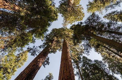 Uma das mais famosas &aacute;rvores dessa lista, a Sequoia Gigante &eacute; a maior &aacute;rvore do planeta. Ela pode chegar perto dos 100 metros de altura e viver milhares de anos.