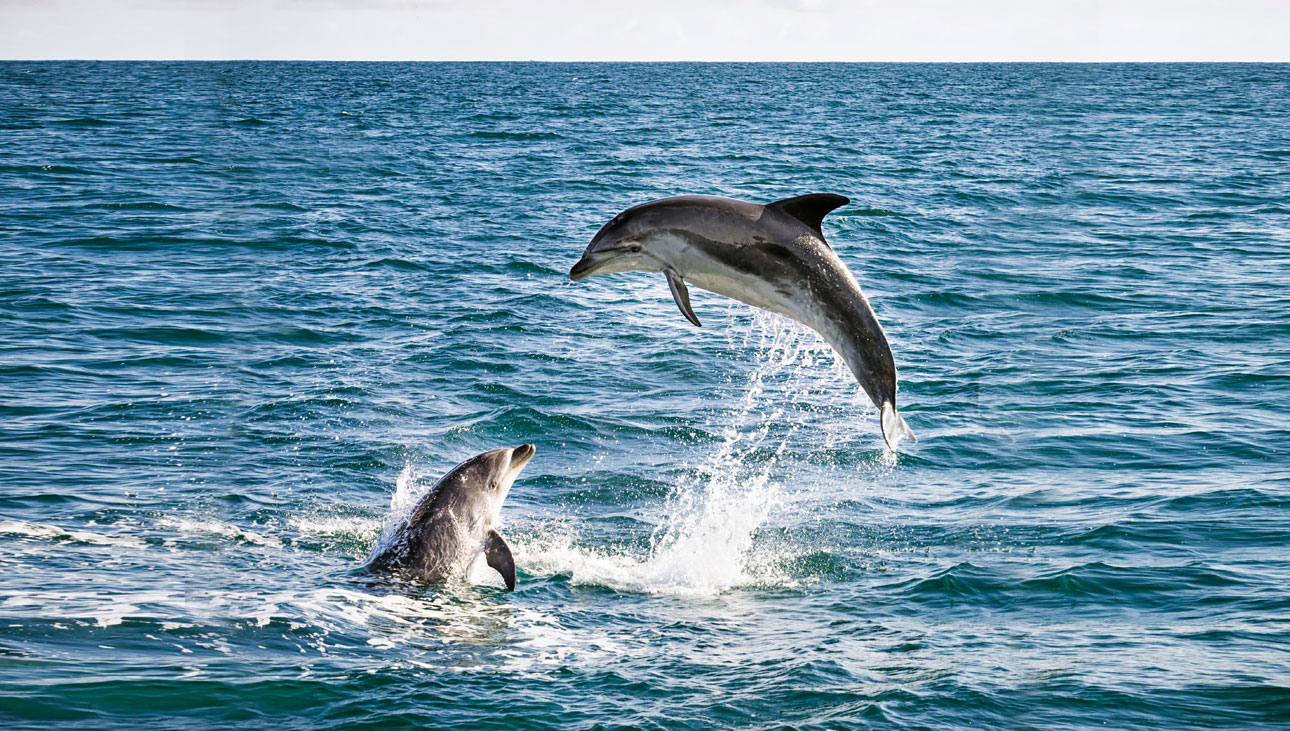 Golfinhos saltando