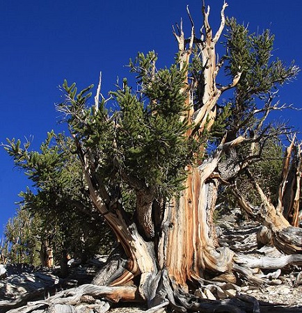 Esse pinheiro é bastante comum nos Estados Unidos e no Canadá. E eles estão lá há muito tempo - uma árvore dessas pode viver até 5 mil anos! Esse pinheiro é bastante comum nos Estados Unidos e no Canadá. E eles estão lá há muito tempo - uma árvore dessas pode viver até 5 mil anos!